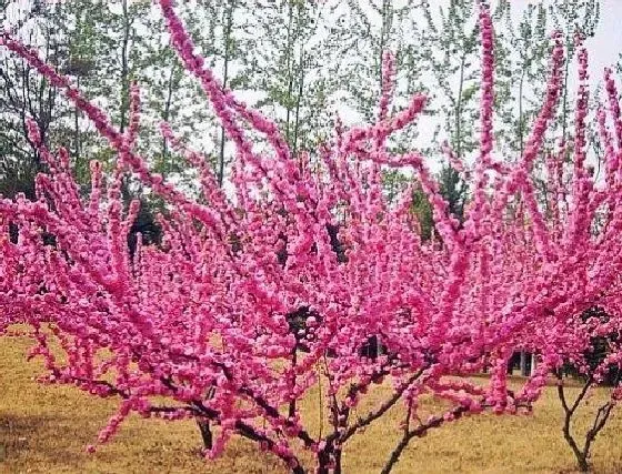 开花时间|美人梅什么时候开花 开花月份与季节
