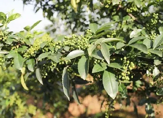 植物香味|藤椒是什么味道的