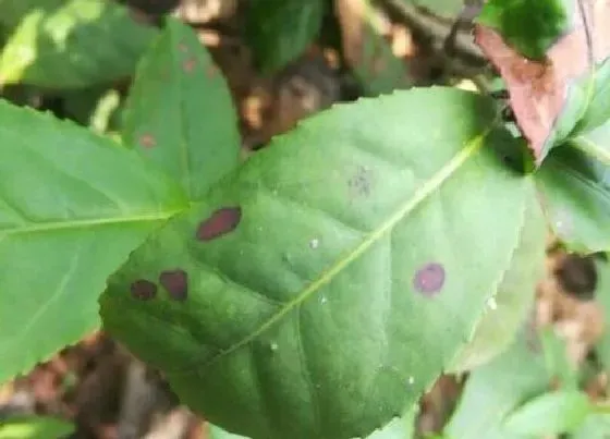 植物病害|茶炭疽病的发病原因及治疗方法
