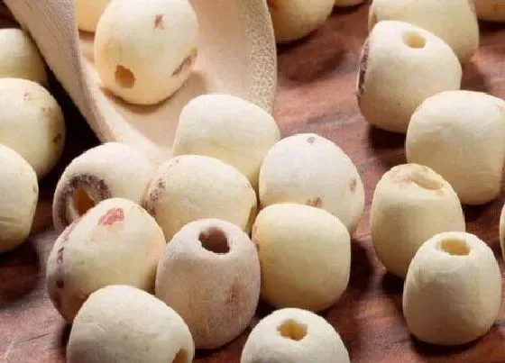 食用科普|莲子是热性还是凉性