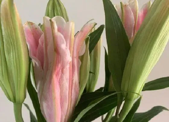 植物种类|百合花是草本还是木本