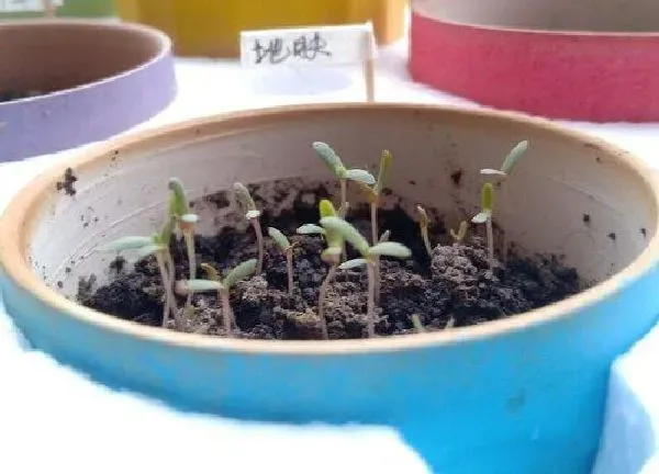 植物发芽|彩叶草种子几天发芽