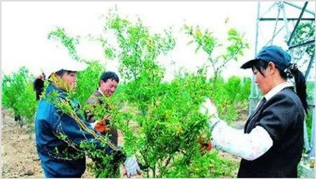 石榴树的修剪技术要点 | 农业技术
