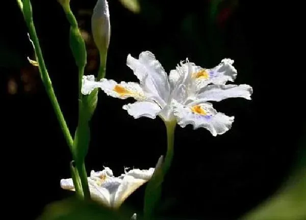 植物移栽|鸢尾花什么时候分株 分株移植时间与方法