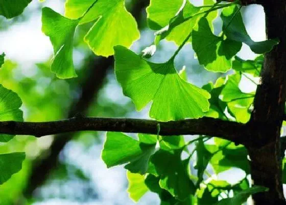 植物产地|山东盛产什么农作物