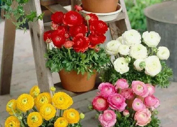 养殖科普|芹叶牡丹喜阴还是喜阳