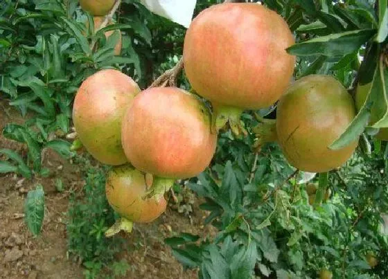 植物百科|石榴生长在什么地方