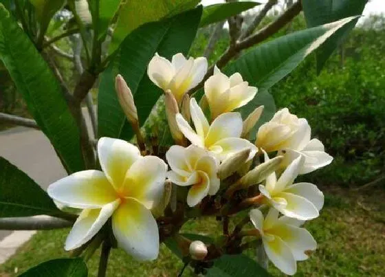 植物香味|鸡蛋花味道好闻吗