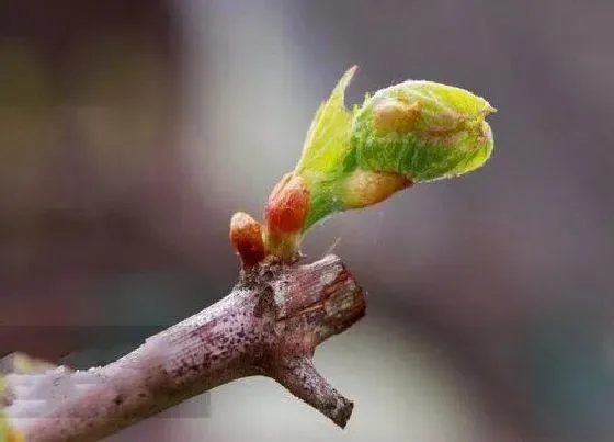 种植管理|葡萄苗几月份种植最好 适合什么时候移栽