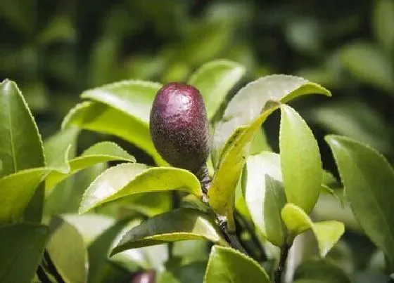 食用须知|山茶花果实能吃吗