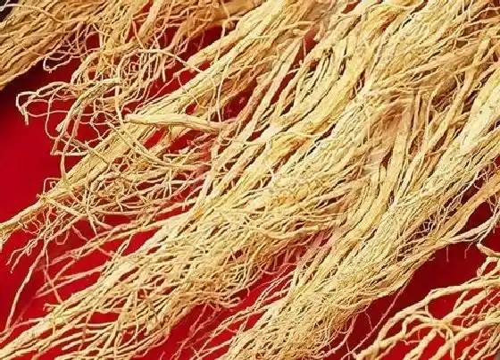 果实保存|鲜人参可以冷冻保存吗