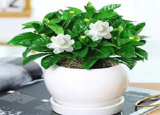 开花时间|四季桅一年开几次花