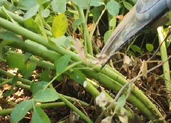 植物修剪|蔷薇什么时候剪枝合适