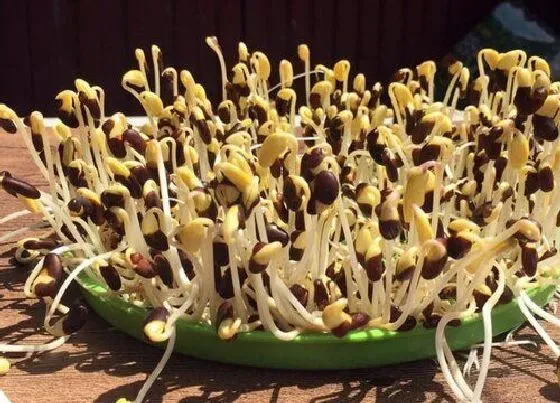 种植方法|黑小豆种植时间和方法