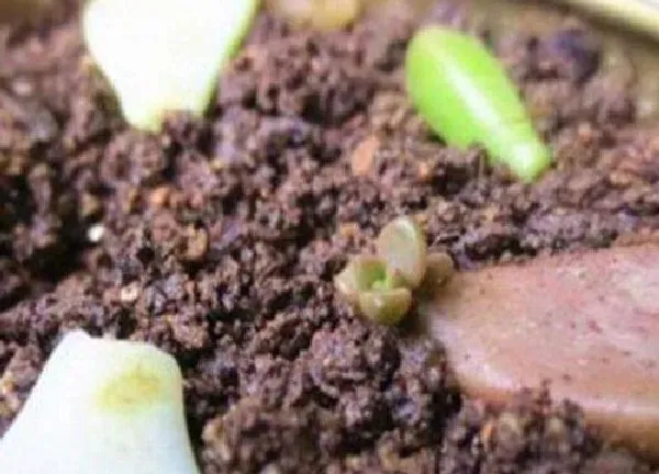 植物扦插|胧月叶插多久发芽