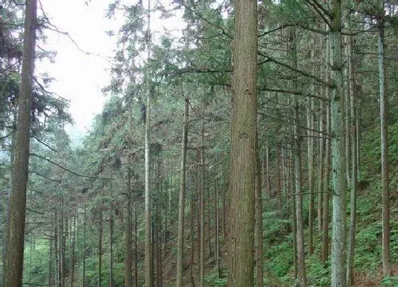 植物种类|杉木是什么树种 别名叫什么树