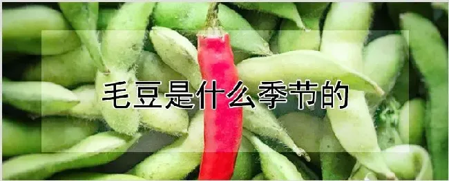 毛豆是什么季节的 | 种植技术