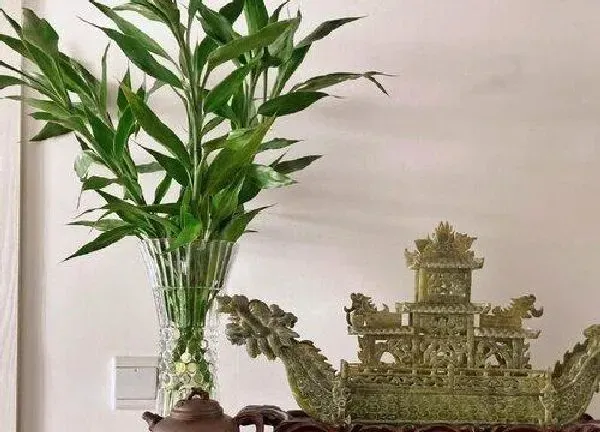 植物浇水|富贵竹可以浇可乐吗