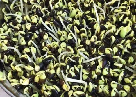 种植方法|黑小豆种植时间和方法