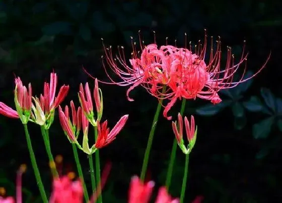 植物种类|秋季花卉都有哪些品种 秋季开花的花卉有哪些种类