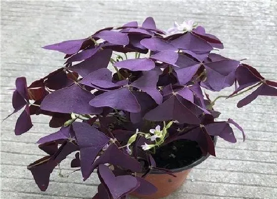 植物价格|酢浆草多少钱一盆 不同品种酢浆草盆栽价格
