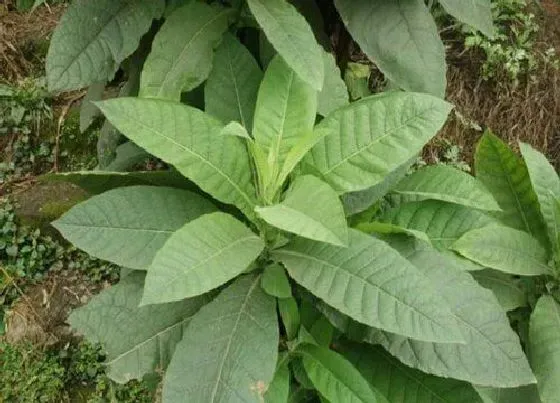 食用科普|接骨草果实能直接吃吗