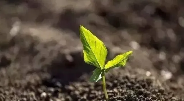 植物施肥|什么是微生物肥料，微生物肥料使用作用及施用需注意问题）