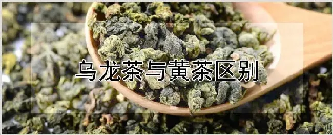 乌龙茶与黄茶区别 | 自然知识