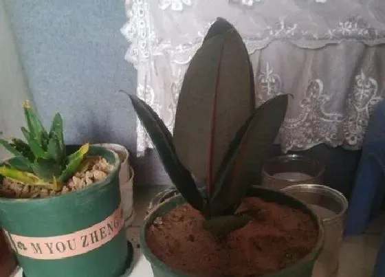植物毒性|橡皮树的汁液有毒吗