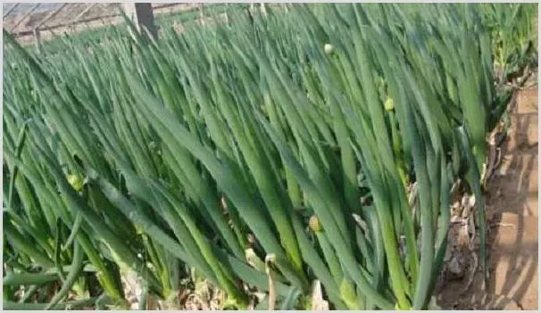 大葱常见的病虫害防治措施介绍 | 种植病虫害