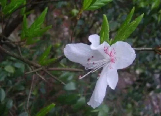 开花时间|杜鹃花是四季开花吗