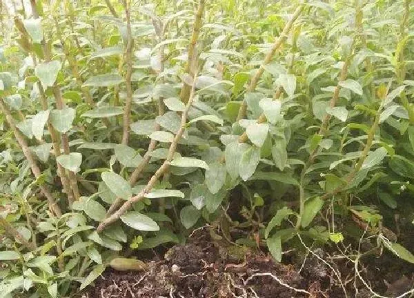 植物浇水|石斛多长时间浇一次水合适 需要每天浇水吗