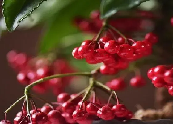 植物百科|镇宅花卉有哪些