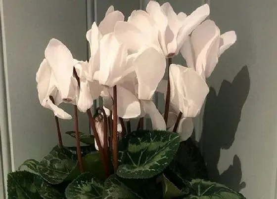冬天植物|仙客来耐寒多少度