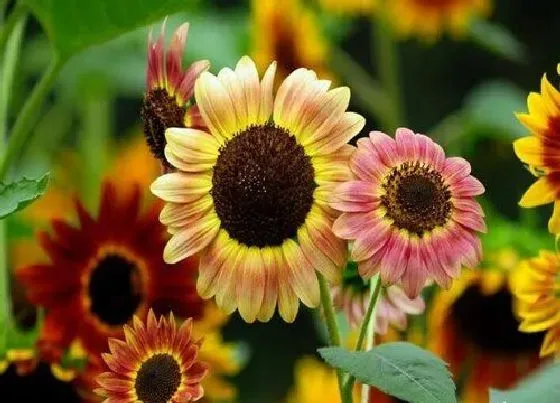 花语|什么花代表沉默忧郁