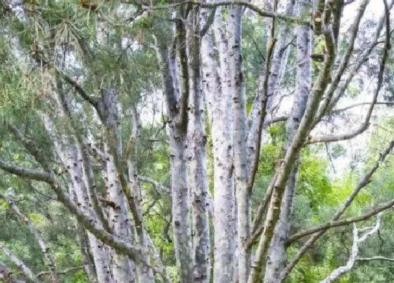 植物排行|针叶植物有哪些