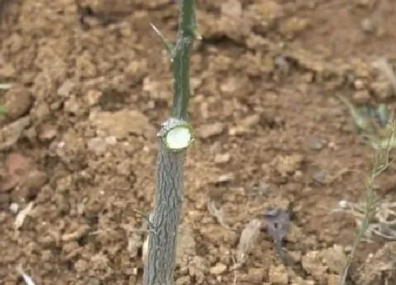 植物修剪|橘子树剪枝能插活吗 剪下的橘子树枝扦插方法