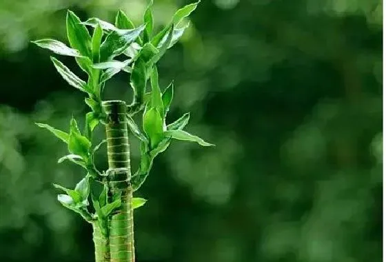 植物繁殖|富贵竹怎么繁殖 繁殖时间和方法图解