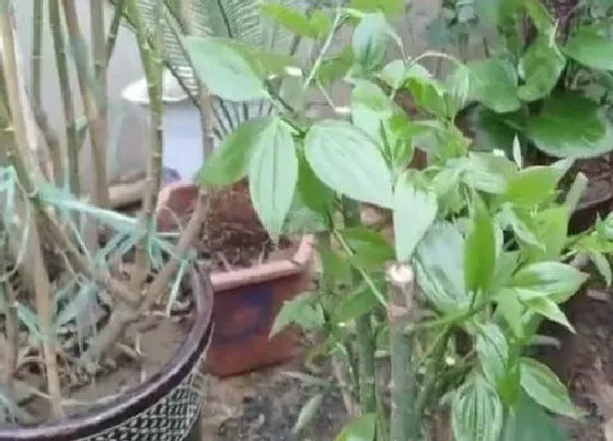 植物百科|平安树能不能晒太阳