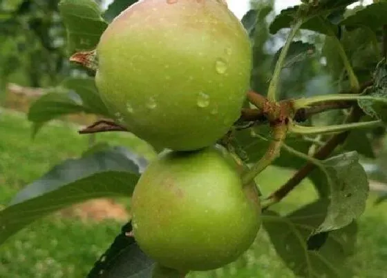 种植管理|促进果树果实着色的方法，怎么样让果树的果子大且变甜）