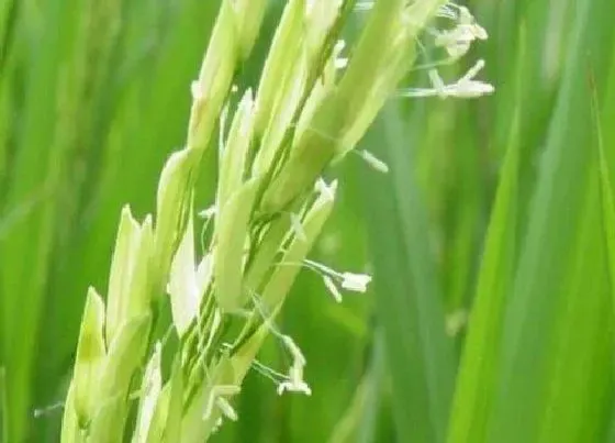 植物百科|稻子开花吗 开花什么样子