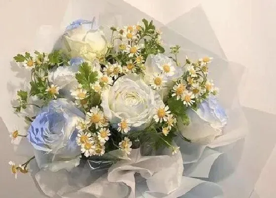 花语|碎冰蓝的花语是什么意思