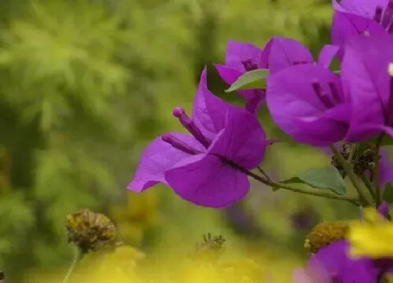 开花时间|八角梅什么时候开花