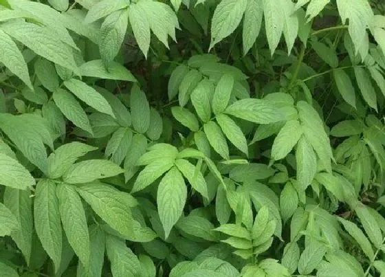 食用科普|接骨草果实能直接吃吗