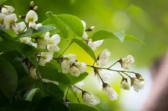 果实科普|红豆几月开花结果 什么时候开花结果