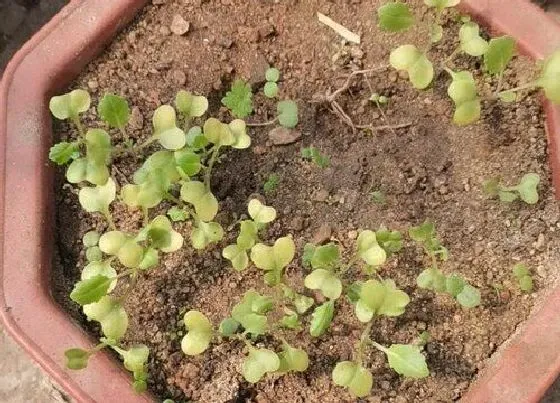 植物播种|包菜怎么留种子