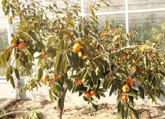 果实成熟|柿子什么季节成熟上市