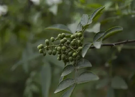 种植管理|花椒树几年结果实 种植多久才能开花挂果