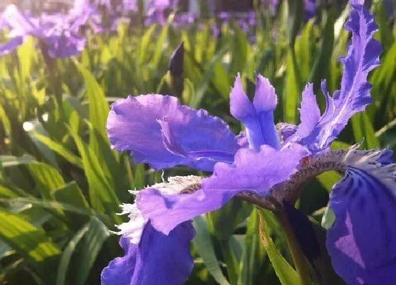 开花时间|鸢尾花什么时候开花 开放的时间和季节