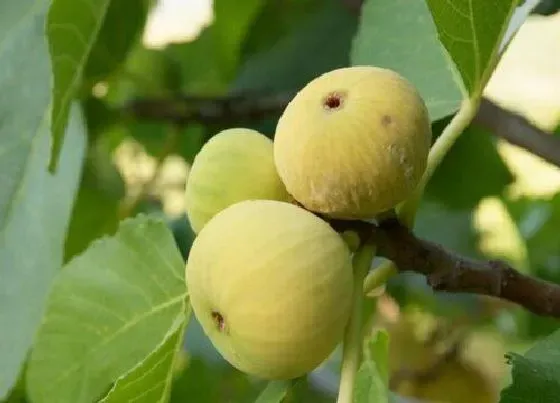 习性特点|无花果长什么样子